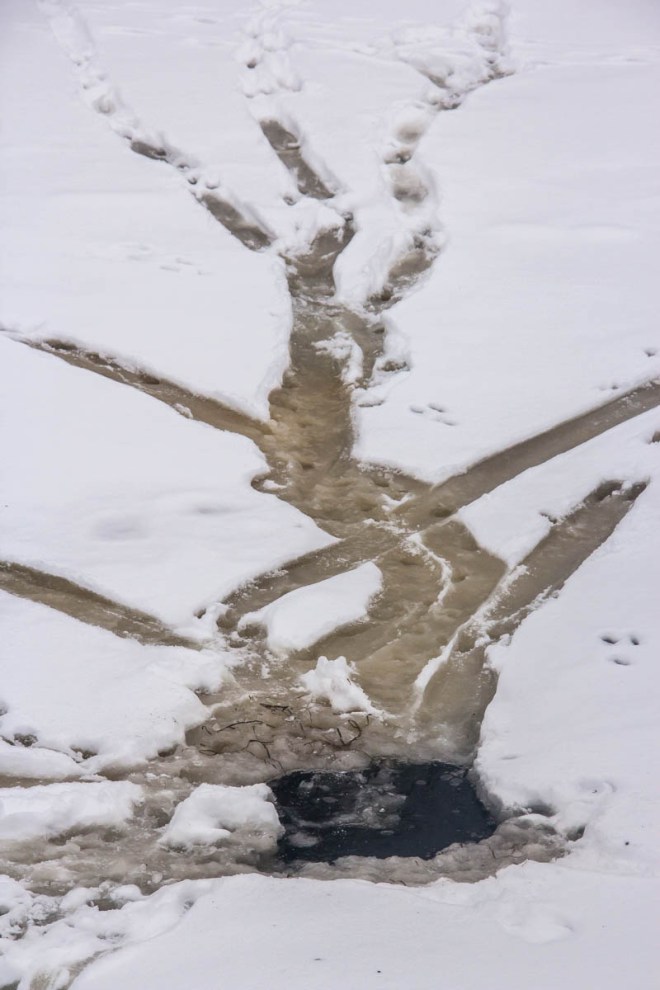 I came across a the remnants of an otter party!  These playful critters love to run and slide in the snow and on the ice.  They had made a hole near a spring and appeared to have had a great time sliding and slipping!