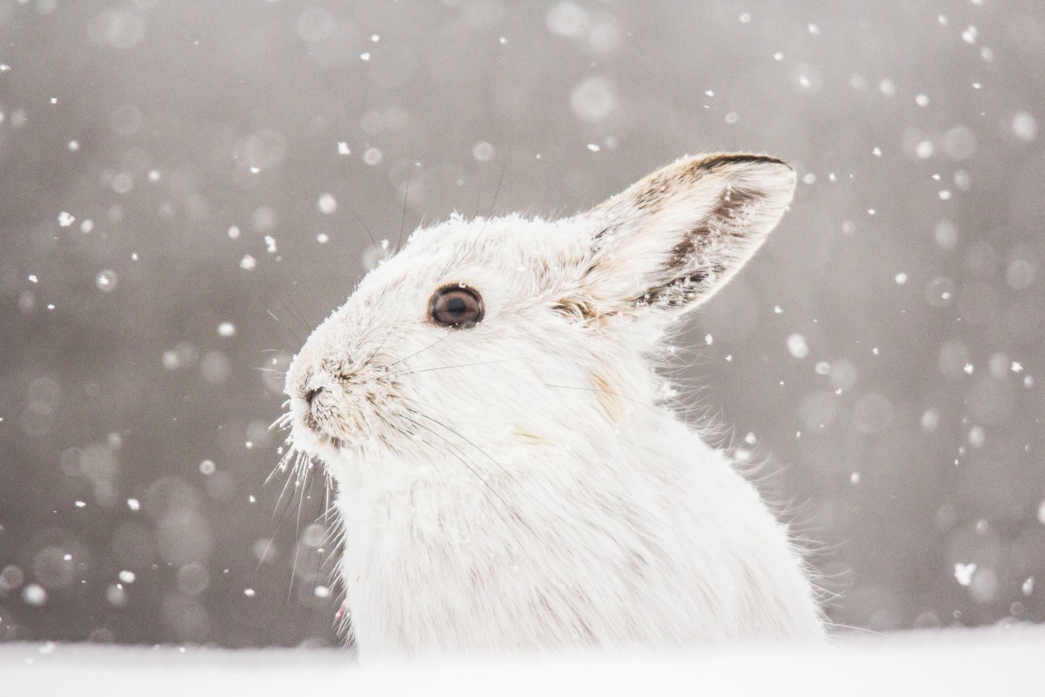 16601647_1280704885346109_2251187724030205549_o