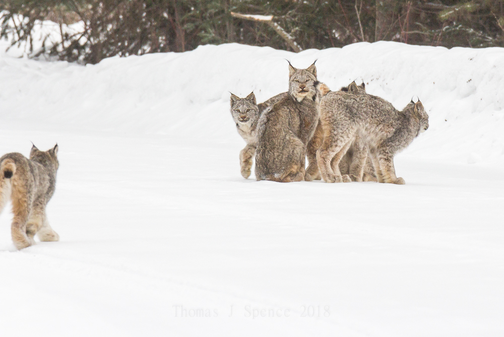 Canada Lynx in the Minnesota Woods – A Rare&nbsp;Sight