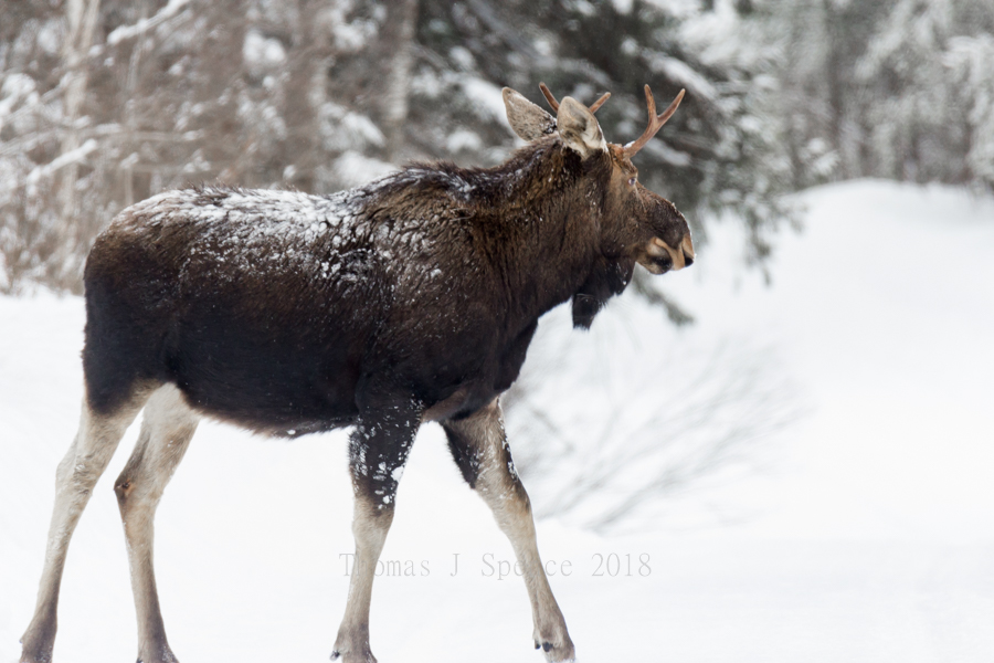 February Moose in the Minnesota Woods