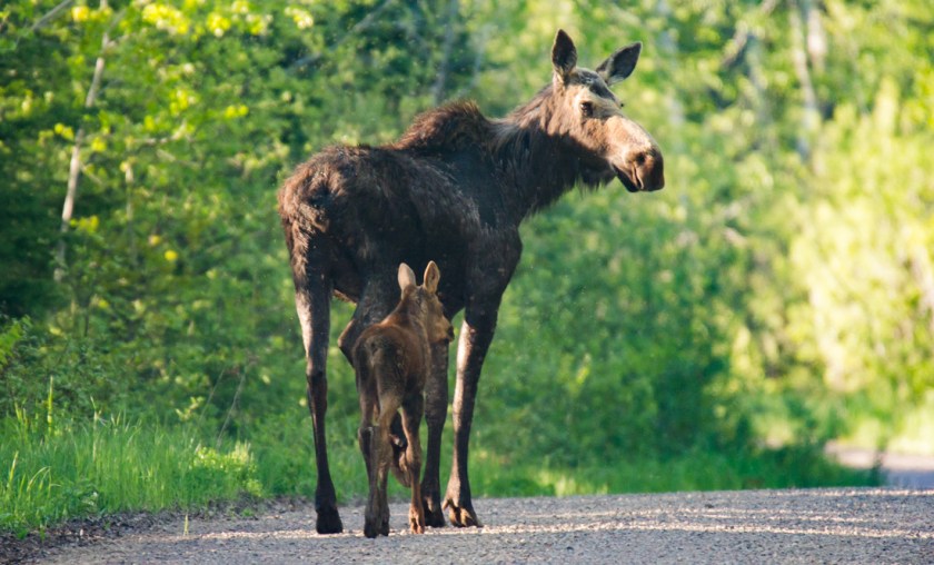 38461653734_02b3bd2114_o