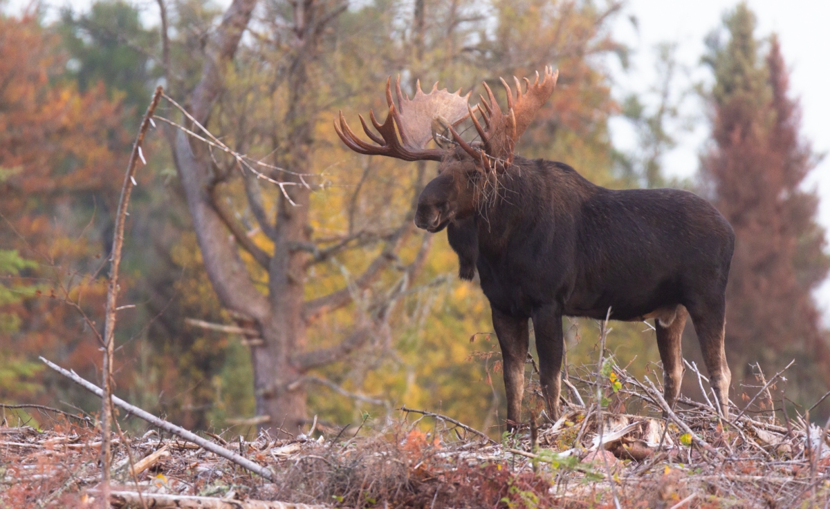 Fall Photos – A Fogbow! – A Big Moose – A Broken Antler – And A 2022 Wildlife Calendar