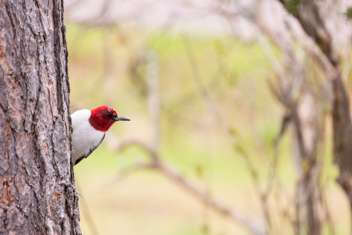 Spring Is For The&nbsp;Birds