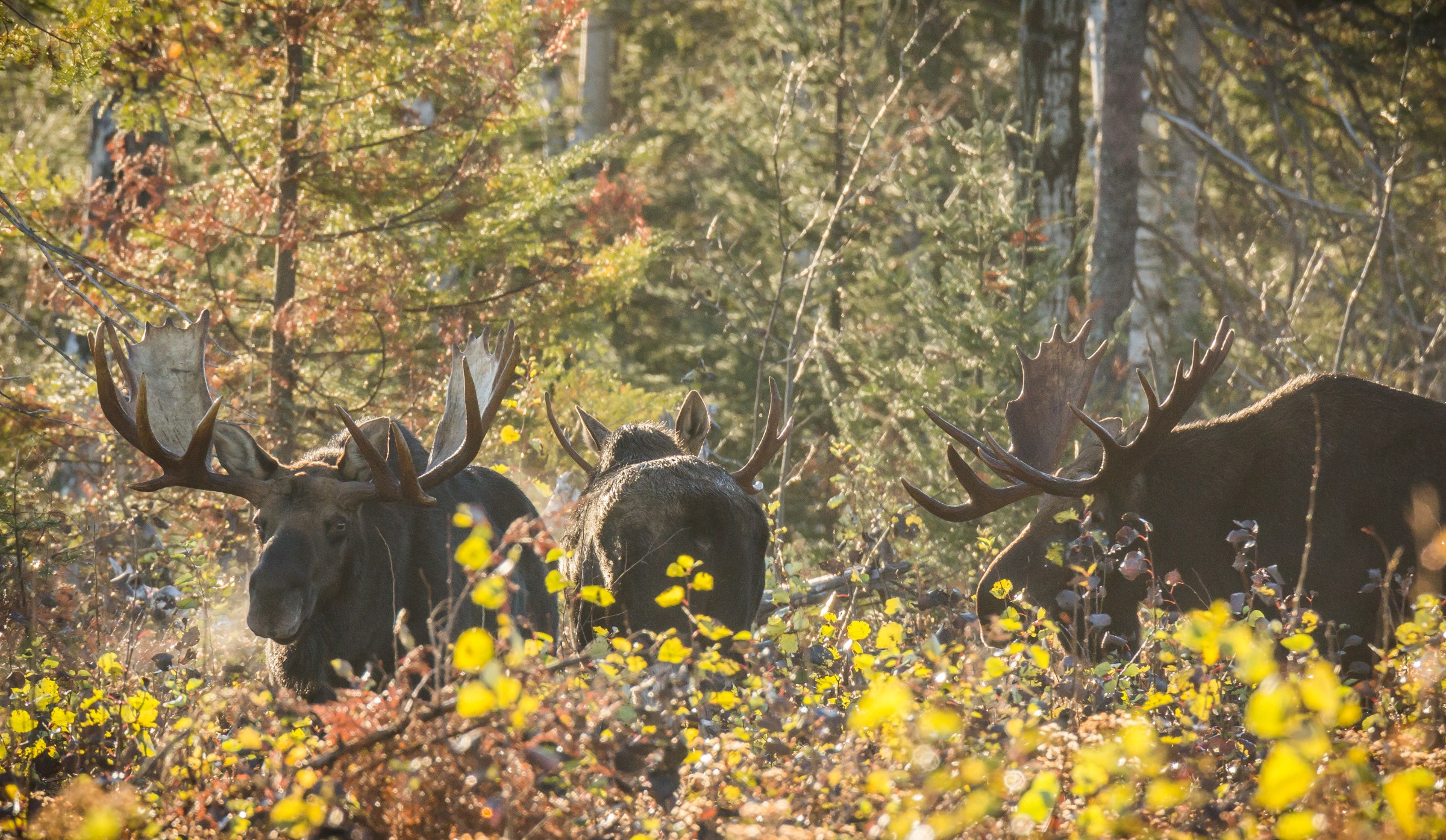 Fall Moose Real Fall Moose Viewing Tips For The North Shore Woods Of Minnesota – Thomas ...